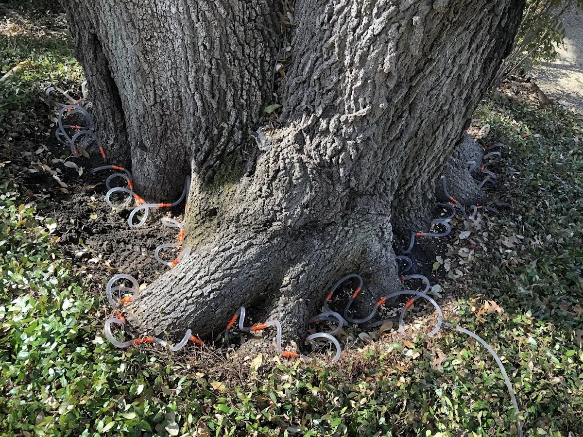 Detailed Tree Cabling and Bracing job site in Hancock